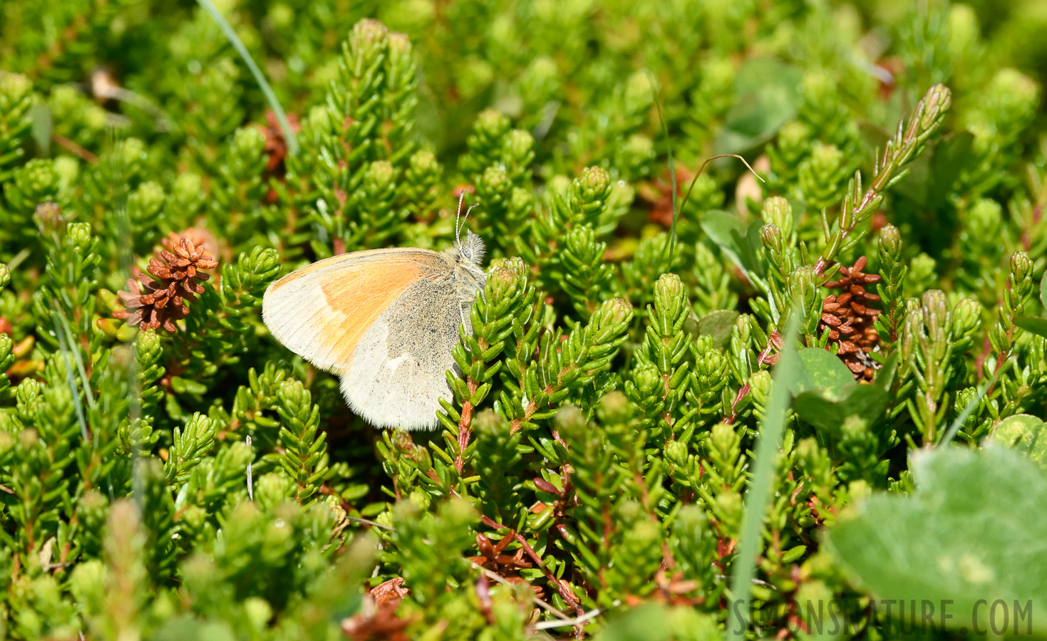 Coenonympha tullia [400 mm, 1/2500 sec at f / 8.0, ISO 1600]